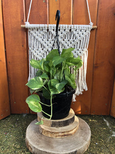 Pothos, 8in, Golden, Hanging Basket - Floral Acres Greenhouse & Garden Centre