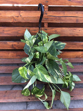 Load image into Gallery viewer, Pothos, 8in, Golden Hawaiian, Hanging Basket - Floral Acres Greenhouse &amp; Garden Centre
