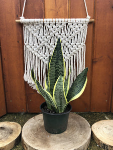 Sansevieria, 6in, Futura Superba - Floral Acres Greenhouse & Garden Centre