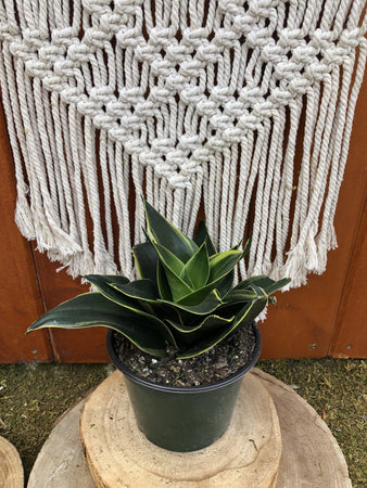 Sansevieria, 6in, Star Power, Emerald Star - Floral Acres Greenhouse & Garden Centre