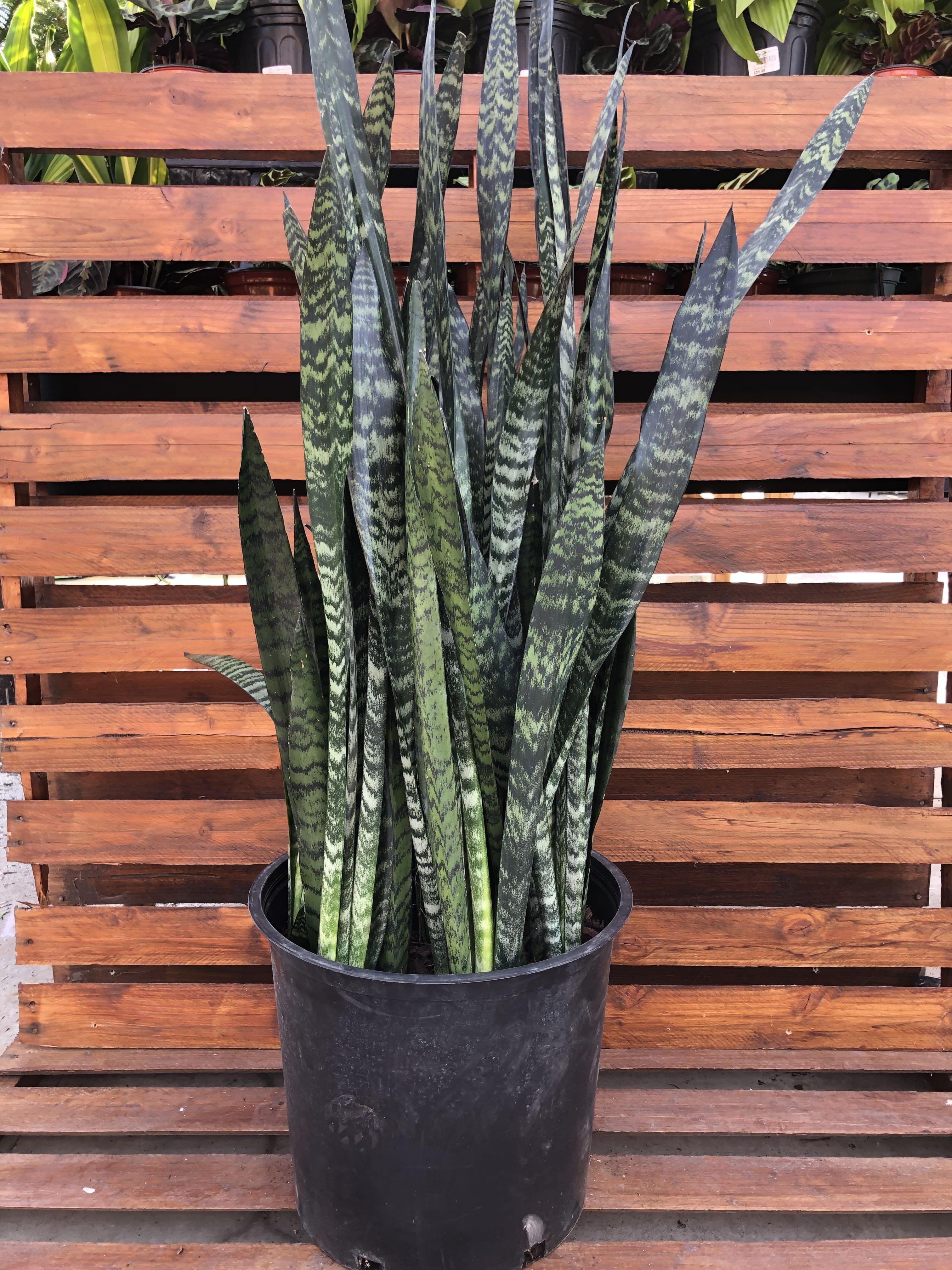 wintergreen snake plant Sansevieria, 14in, Wintergreen – Floral Acres Greenhouse & Garden Centre