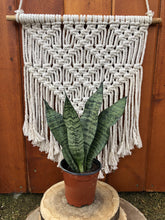 Load image into Gallery viewer, Sansevieria, 4in, Robusta Superba - Floral Acres Greenhouse &amp; Garden Centre
