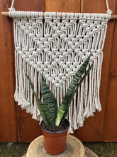 Load image into Gallery viewer, Sansevieria, 4in, Zeylanica - Floral Acres Greenhouse &amp; Garden Centre
