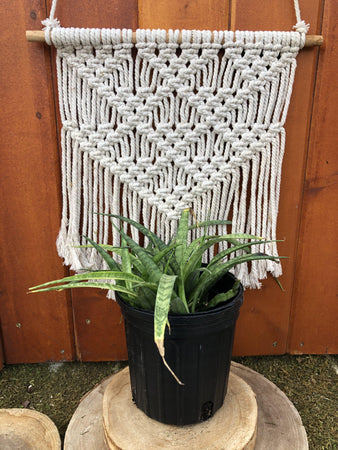 Sansevieria, 6in, Parva - Floral Acres Greenhouse & Garden Centre