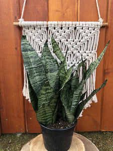 Sansevieria, 6in, Robusta Superba - Floral Acres Greenhouse & Garden Centre