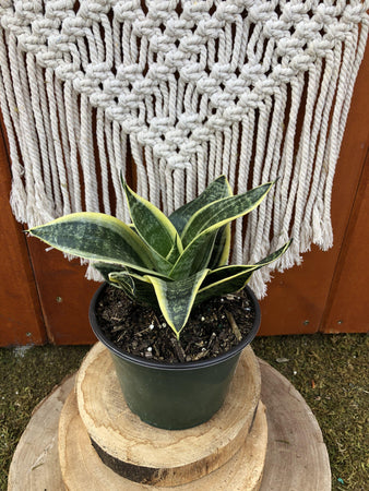 Sansevieria, 6in, Star Power, Ocean Star - Floral Acres Greenhouse & Garden Centre