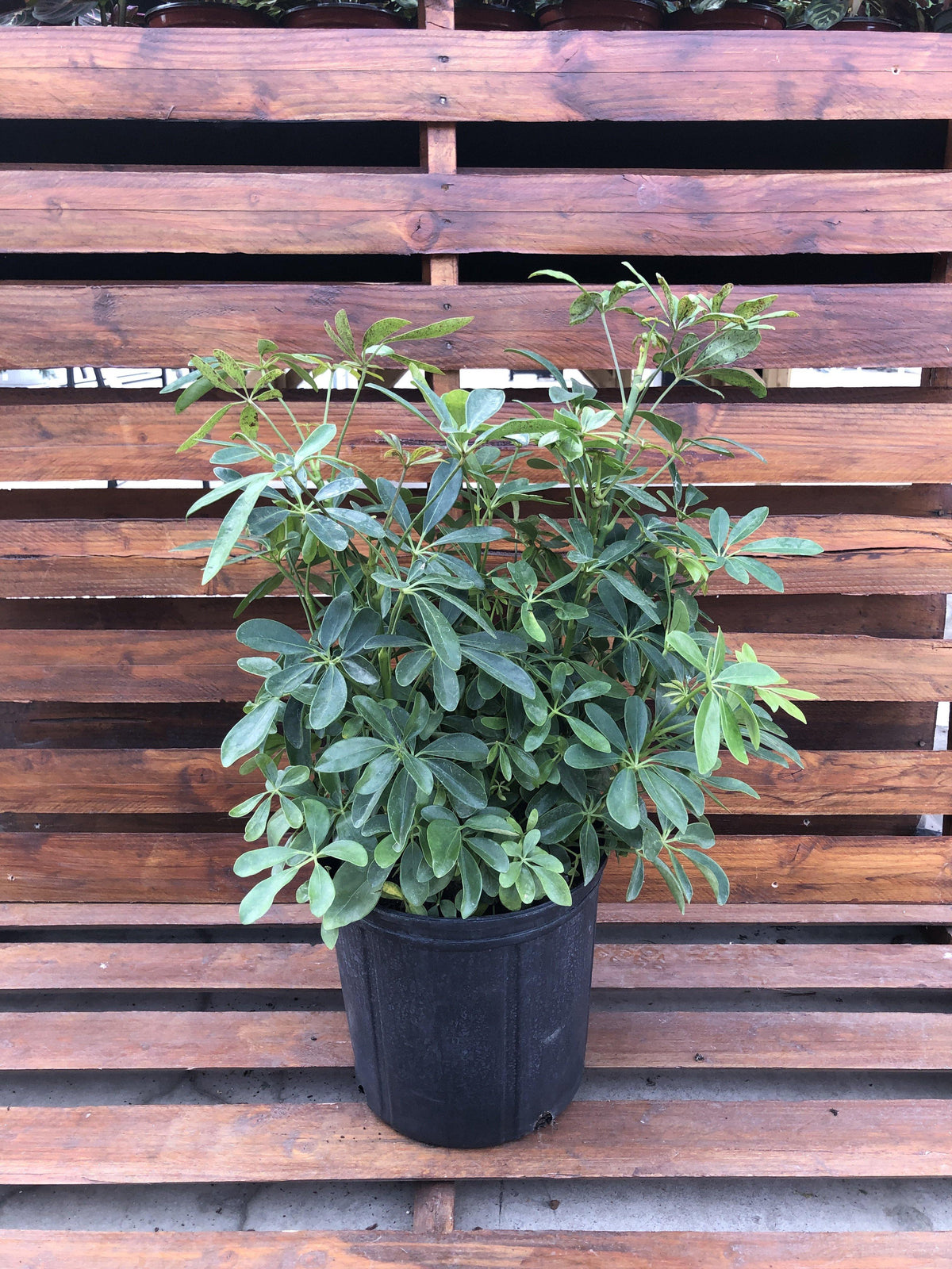 Schefflera, 10in, Arboricola Butterball - Floral Acres Greenhouse & Garden Centre