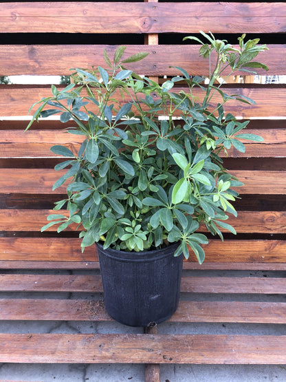 Schefflera, 10in, Arboricola Trinette - Floral Acres Greenhouse & Garden Centre