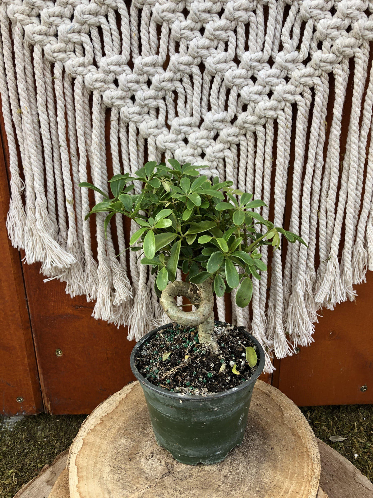 Schefflera, 4in, Coiled Trunk - Floral Acres Greenhouse & Garden Centre