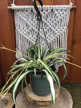 Load image into Gallery viewer, Spider Plant, 6.5in Hanging Basket, White - Floral Acres Greenhouse &amp; Garden Centre
