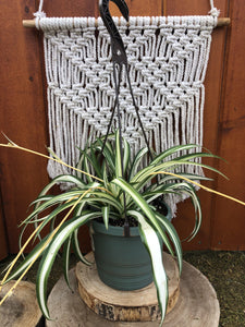 Spider Plant, 6.5in Hanging Basket, White - Floral Acres Greenhouse & Garden Centre