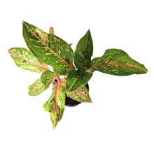 Load image into Gallery viewer, Aglaonema, 6in, Golden Papaya - Floral Acres Greenhouse &amp; Garden Centre
