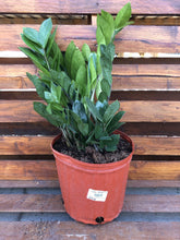 Load image into Gallery viewer, ZZ Plant, 10in, Zamioculcas Zamiifolia - Floral Acres Greenhouse &amp; Garden Centre
