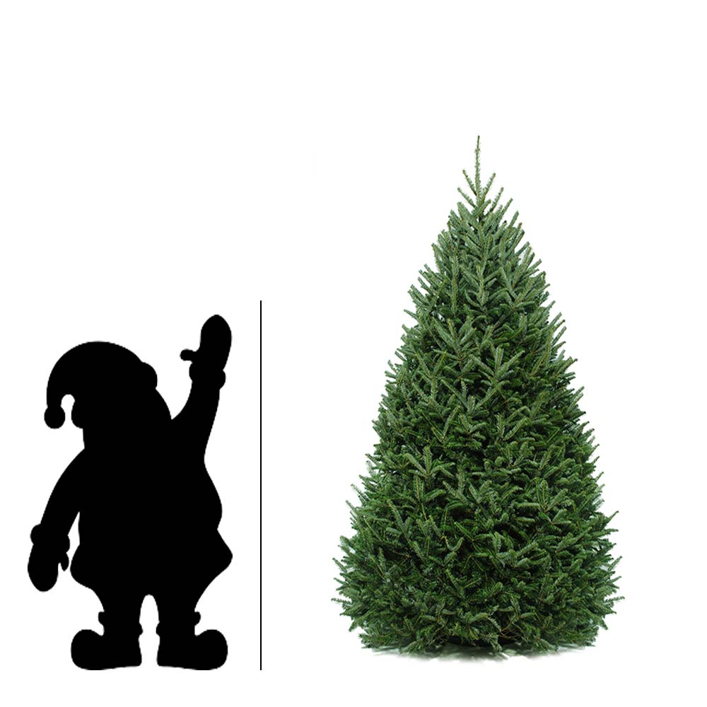 Christmas Tree, 6-8ft, Balsam Fir
