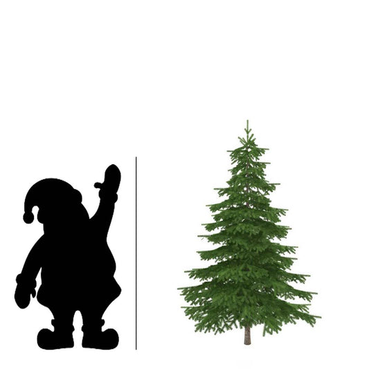 Christmas Tree, 5-7ft, BC Douglas Fir