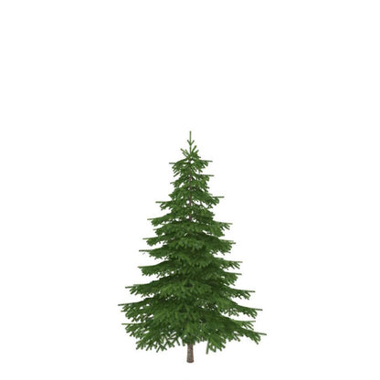 Christmas Tree, 5-7ft, BC Douglas Fir