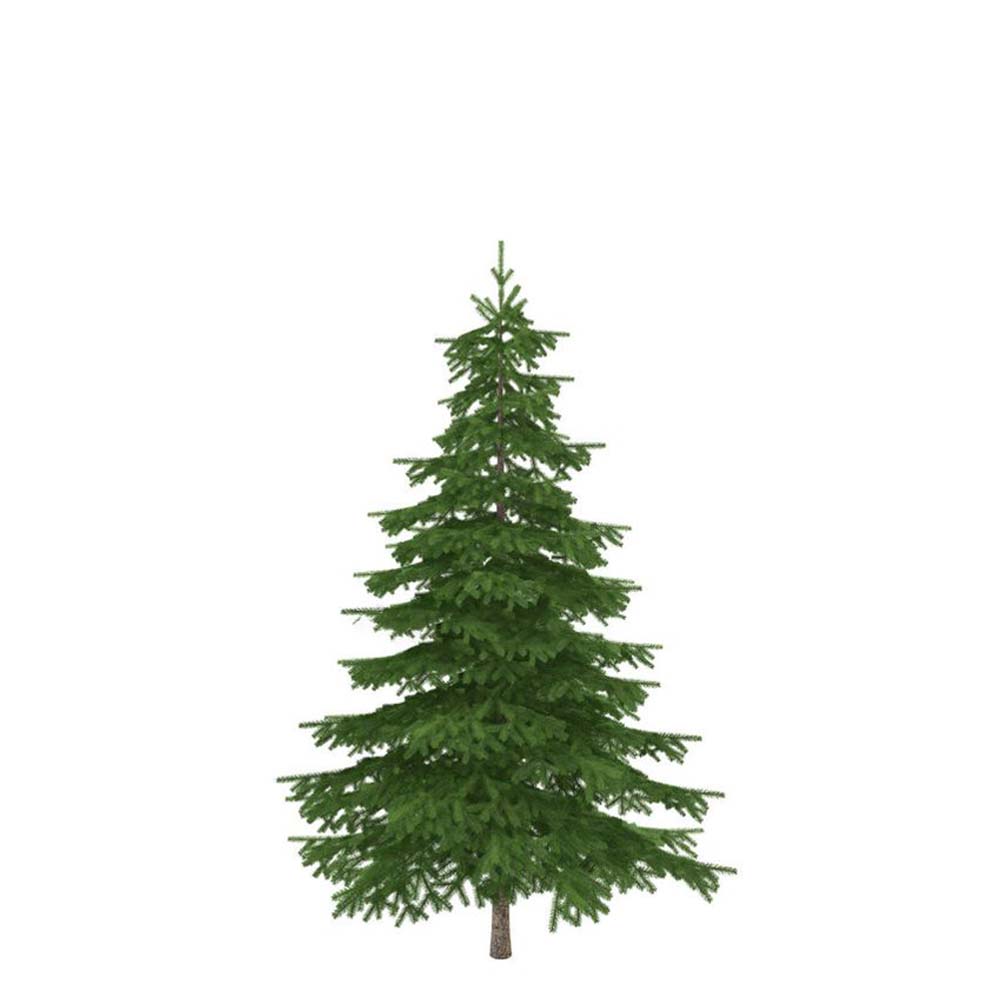 Christmas Tree, 7-9ft, BC Douglas Fir