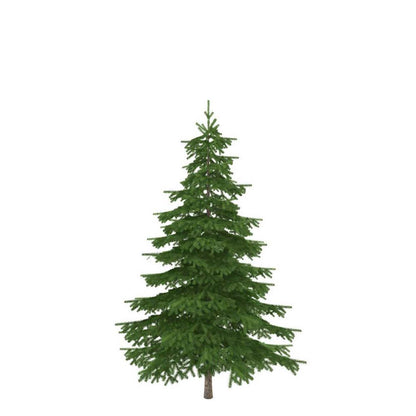 Christmas Tree, 7-9ft, BC Douglas Fir