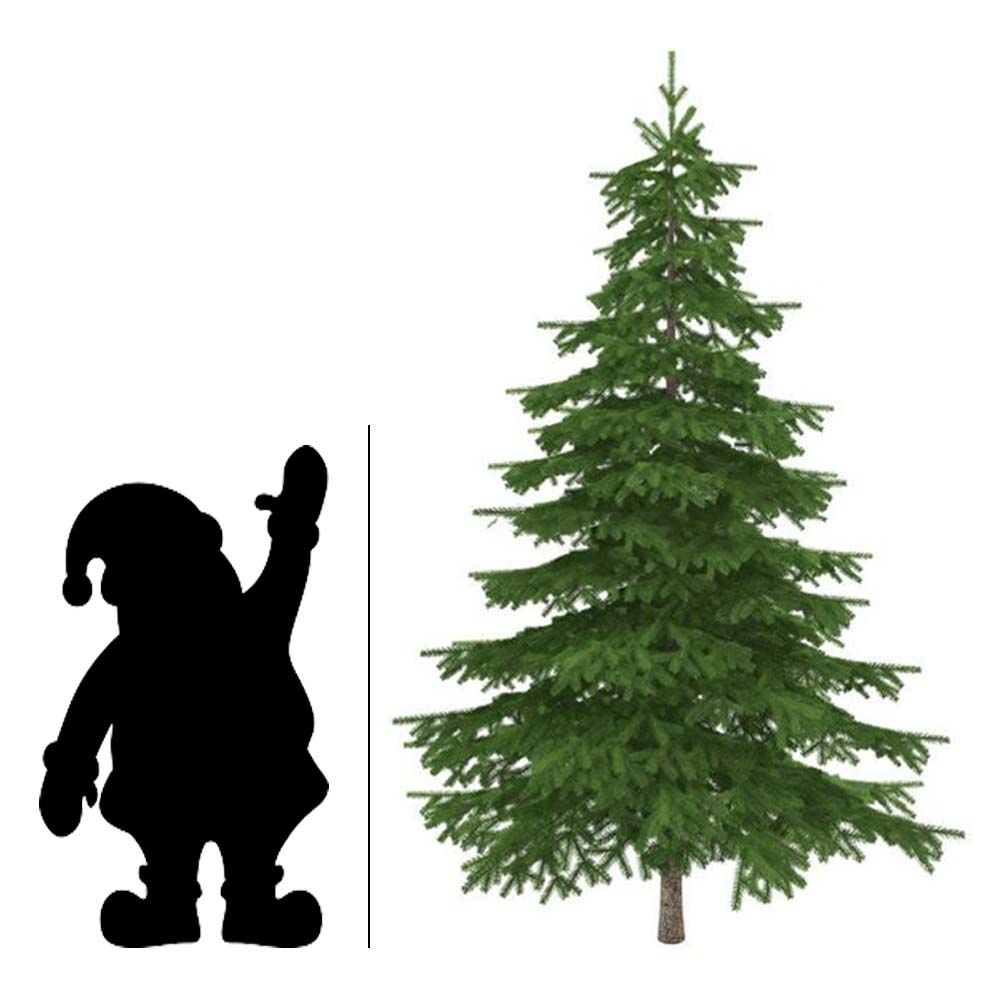 Christmas Tree, 9-11ft, BC Douglas Fir