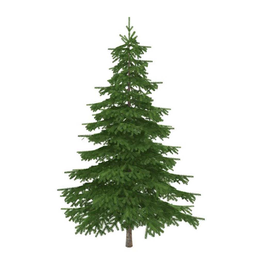 Christmas Tree, 9-11ft, BC Douglas Fir