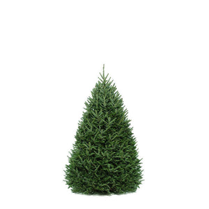 Christmas Tree, 6ft, Balsam Fir, Fresh Cut - Floral Acres Greenhouse & Garden Centre