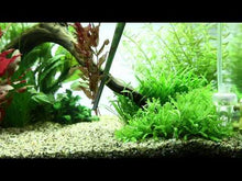 Load and play video in Gallery viewer, Aquarium Plant Tweezers, 25cm
