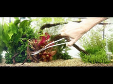 Load and play video in Gallery viewer, Aquarium Plant Scissors, 25cm
