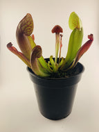 Sarracenia, 3.5in, Purpurea x Flava - Floral Acres Greenhouse & Garden Centre