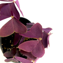 Load image into Gallery viewer, Oxalis, 3.5in, Francis - Floral Acres Greenhouse &amp; Garden Centre
