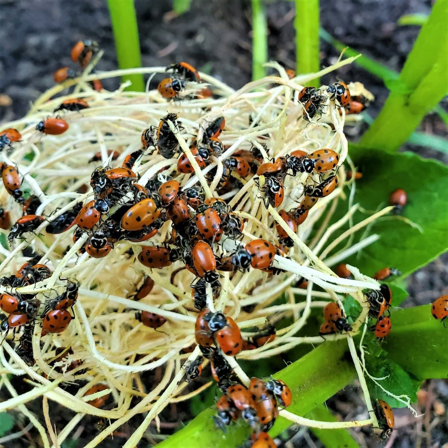 Ladybugs, Hippodamia convergens, 250ct. Bag – Floral Acres