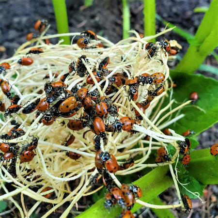 Ladybugs, Hippodamia convergens, 250ct. Bag