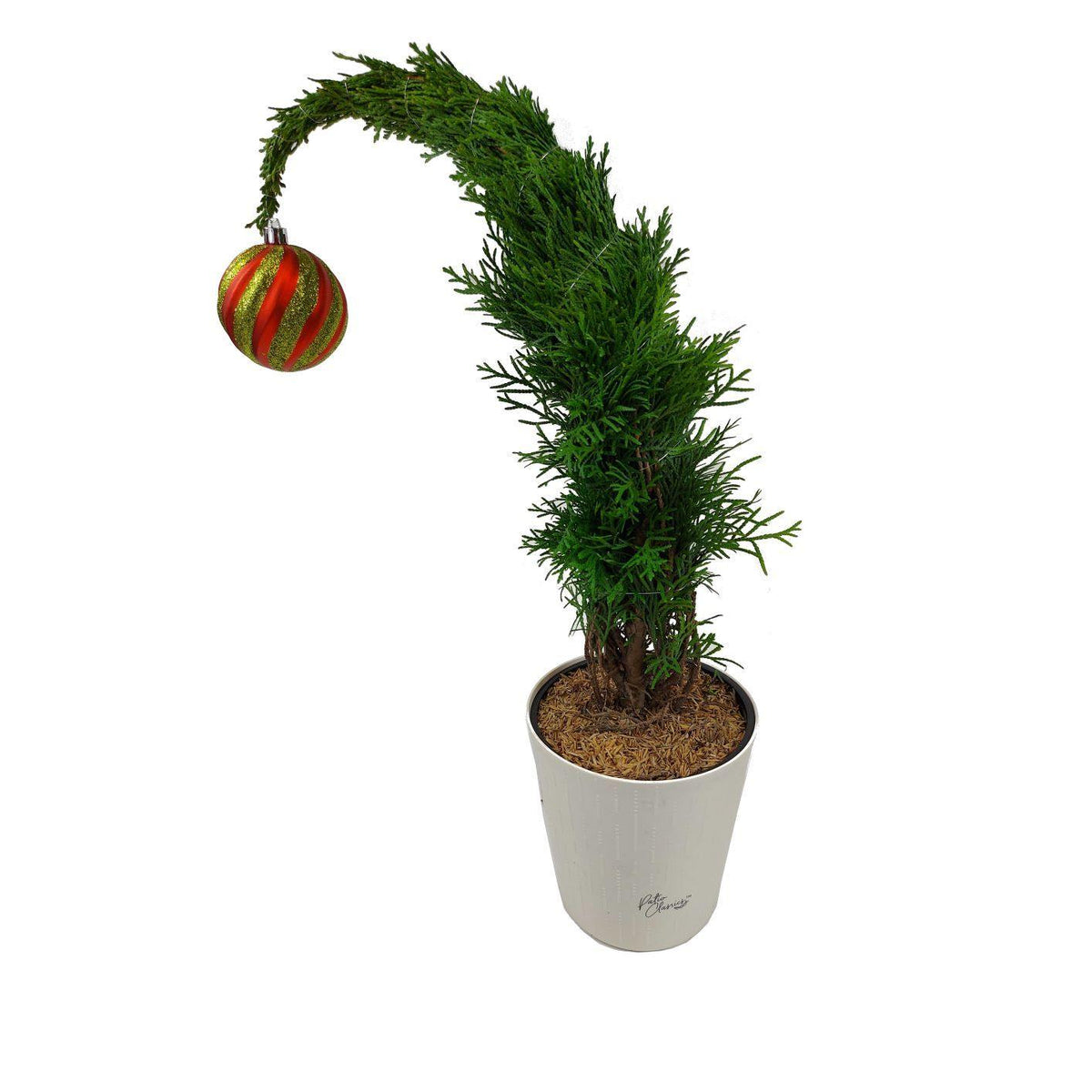 Thuja, 6in, Grinch Tree w/ White Patio Pot - Floral Acres Greenhouse & Garden Centre
